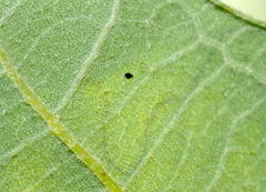 Stigmella saginella