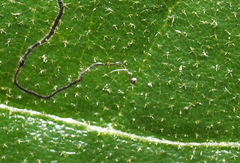 Stigmella saginella