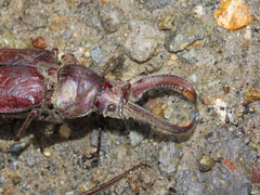 Sphaenognathus bellicosus