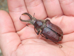 Sphaenognathus bellicosus