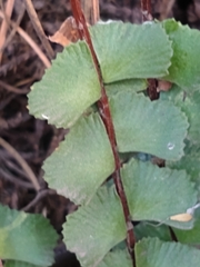 Adiantum caudatum