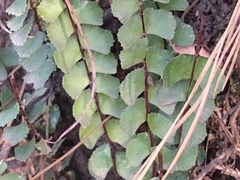 Adiantum caudatum