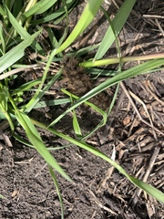 Hemileuca eglanterina