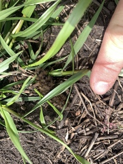 Hemileuca eglanterina