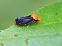 Gynopygoplax walkeri