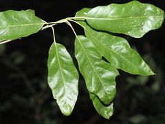Quercus × schochiana