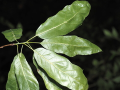 Quercus × schochiana