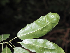 Quercus × schochiana