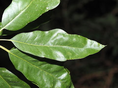 Quercus × schochiana
