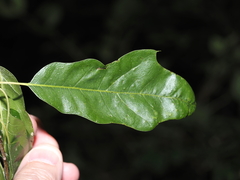 Quercus × schochiana