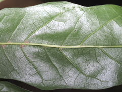 Quercus × schochiana