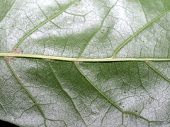 Quercus × schochiana