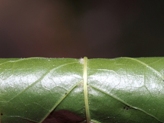 Quercus × schochiana