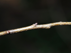 Quercus × schochiana