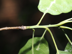 Quercus × schochiana