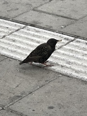 Sturnus vulgaris