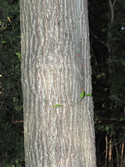 Quercus × schochiana