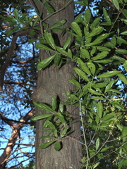 Quercus × schochiana