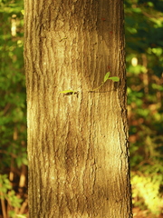 Quercus × schochiana