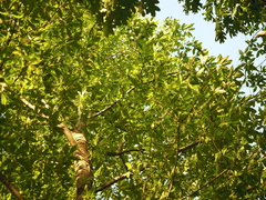 Quercus × schochiana