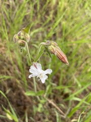 Silene