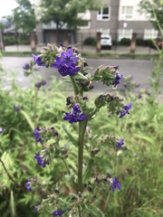 Anchusa officinalis