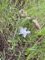 Silene