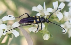 Typocerus lunulatus