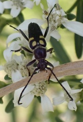 Typocerus lunulatus