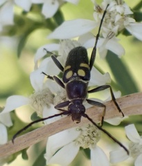 Typocerus lunulatus