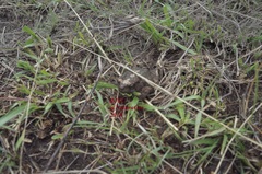 Anaxyrus compactilis