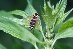 Chrysopilus ornatus