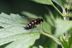 Chrysopilus ornatus