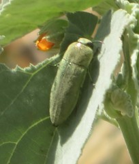 Agaeocera gentilis