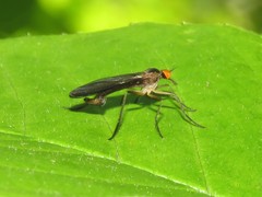 Rhamphomyia longicauda