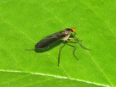 Rhamphomyia longicauda