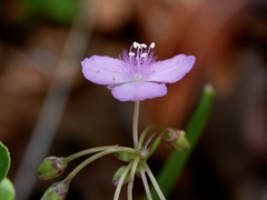 Callisia graminea