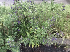 Anchusa officinalis