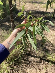 Corymbia tessellaris