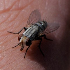 Microphthalma disjuncta