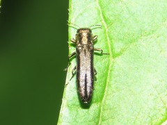 Agrilus cuprescens