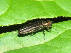 Agrilus cuprescens