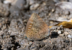 Arhopala araxes