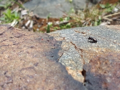 Tutelina