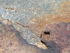 Tutelina