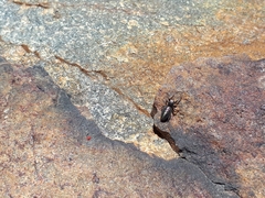 Tutelina