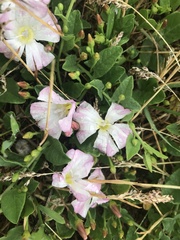 Convolvulus arvensis