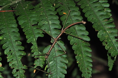 Ceroys perfoliatus