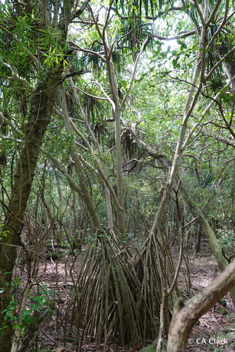 Pandanus tectorius observed 2022-05-11