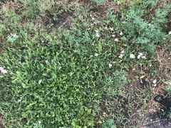 Convolvulus arvensis